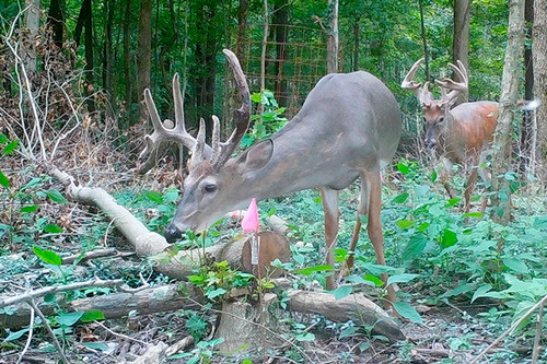 Trail cameras monitor deer impact on woodlands. (Integrated Deer Management Project, Purdue University photo)