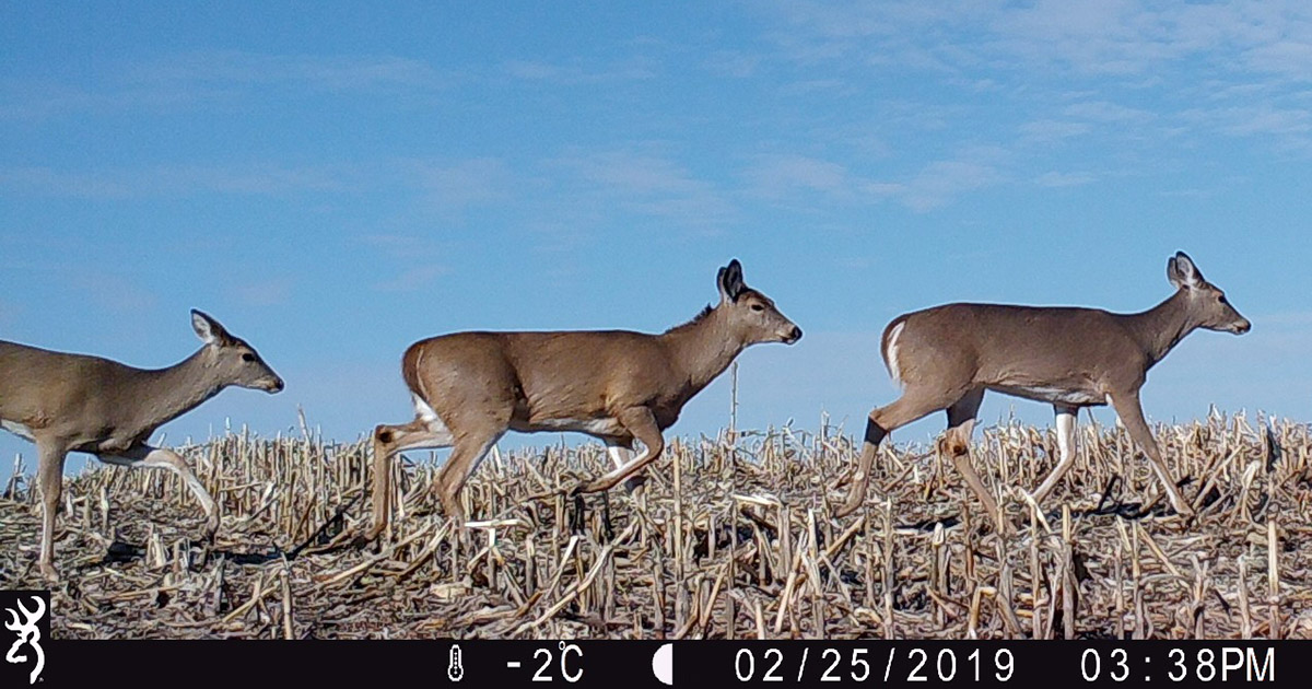 Three deer cross a field in a line as captured on a trail cam