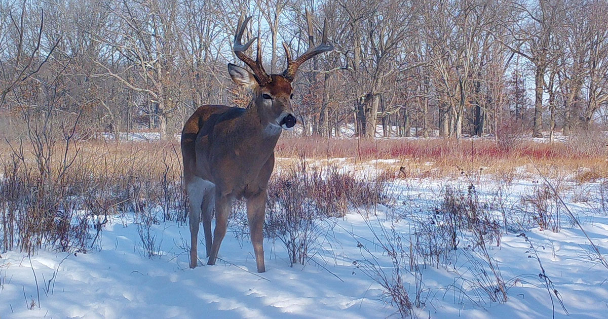 A buck stands in the snow
