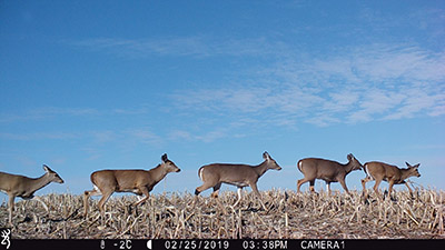 A group of deer walk across a field as captured by a trail camera.