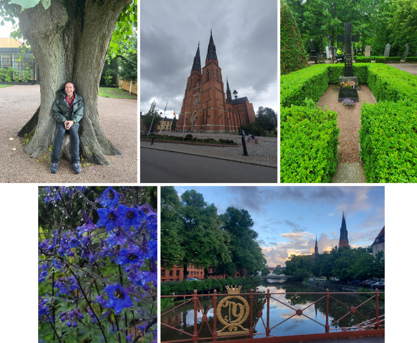 A collage of images from Day 3 in Sweden: Top Row (Left to Right) -  Sophia sits on a knotted tree in the Linnaues Garden (photo credit - Elizabeth Nojd); Uppsala Cathedral; A grave in the Uppsala graveyard. Row 2 (Left to Right): Candle Larkspur in Linnaeus’ gardens; Sunset over the River Fyris in Uppsala.