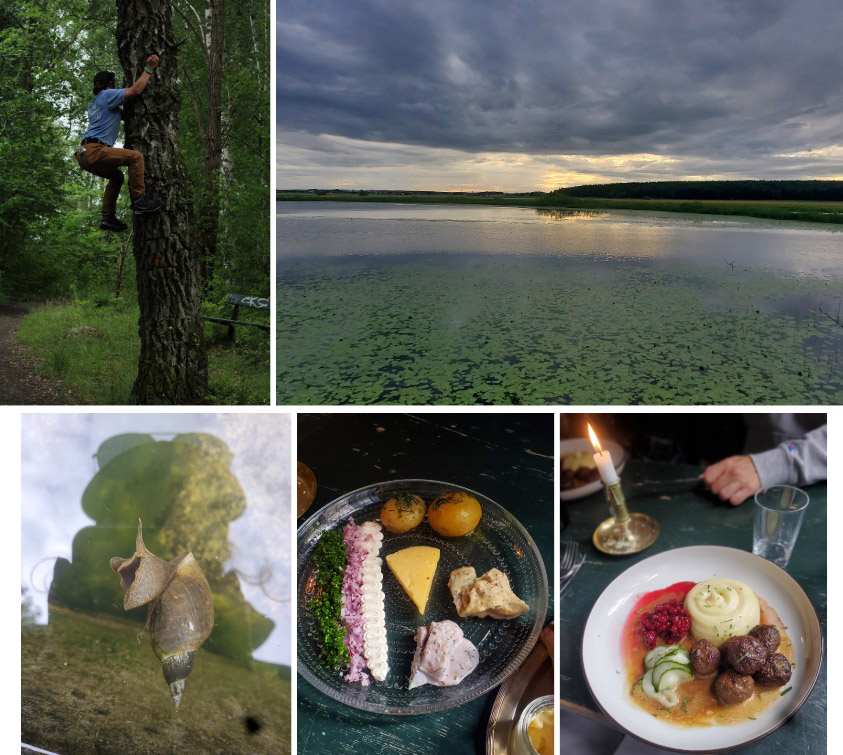 A collage of images from Day 4 of the Sweden Study Abroad trip. Top row (Left to Right): Sophia climbing a birch tree in the Royal National City Park (photo credit - Elizabeth Nojd); The group's morning bird watching destination. Row 2 (Left to Right): A snail Sophia sat and watched for two hours; appetizer from Den Gyldene Freden; meal from Den Gyldene Freden. 