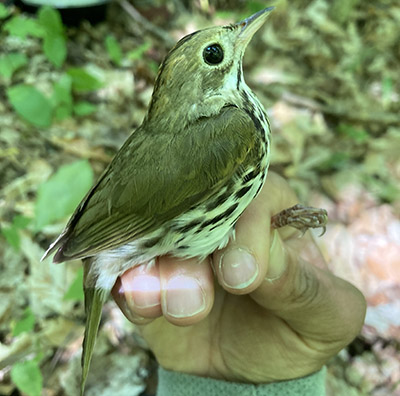 A profile image of an overbird perched on a hand