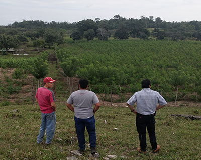 Cattle ranchers in Guatemala in front of a field of tree plantings