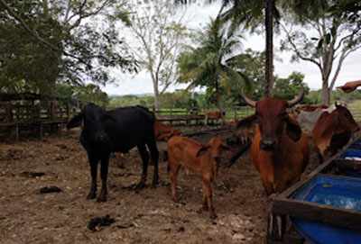 cattle in Guatemala