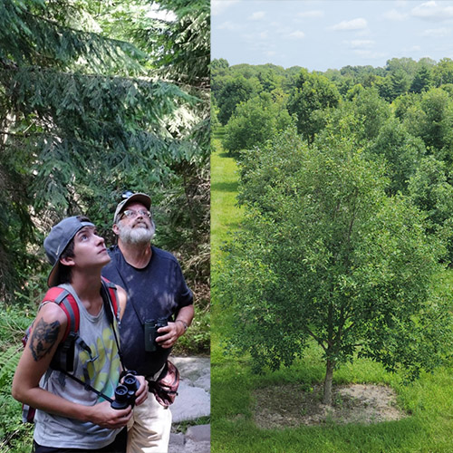 Ashley Higdon and Dr. Barny Dunning birding; a white oak grove; a white-tailed deer