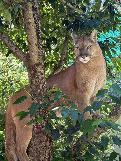 6. One of the Cougars at the park named Casa standing in her tree