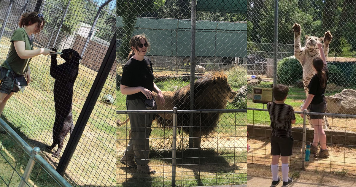 Alexandra Early standing with a black jaguar during a tour to show its size; Alexandra interacting with an African lion during a tour; Alexandra standing up a white Bengal tiger to show his size. 