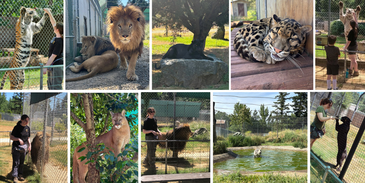 A collage of the cats Alexandra Early worked with this summer. Top row (Left to right): Alexandra stands up a Bengal Tiger named Petra on a tour to show her size; two African lion brothers named Tank and Baku; a black jaguar named Chia sitting on her favorite rock; a clouded leopard named Clouder taking a nap. Row 2: Alexandra interacting with Tumba, an African lion, during a tour; a cougar named Casa standing in her tree; Alexandra giving a tour with Tumba, an African lion, behind her; a white Bengal tiger named Spice swimming in her pond; Alexandra standing up a black jaguar named Sarafina during a tour to show her size. 