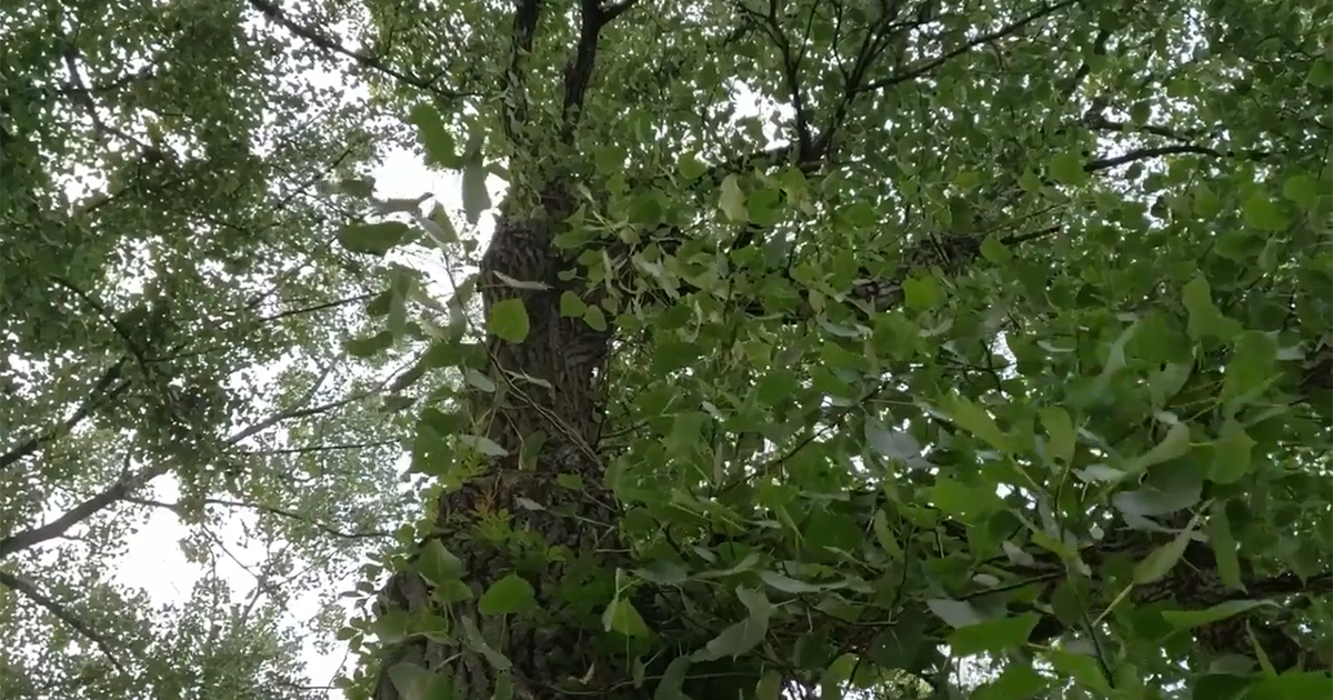 Eastern cottonwood tree
