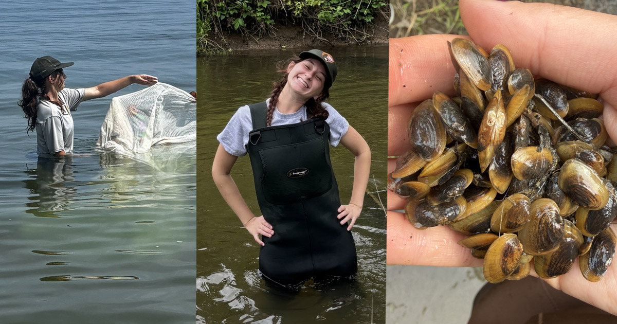 Addy Ellis using a seine on Lake Michigan; Ellis standing in a river in waders before checking on freshwater mussels; freshwater mussels in hand.