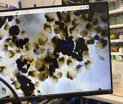 A computer shows a photo Addy took of mussels that she helped develop through in-vitro propogation.