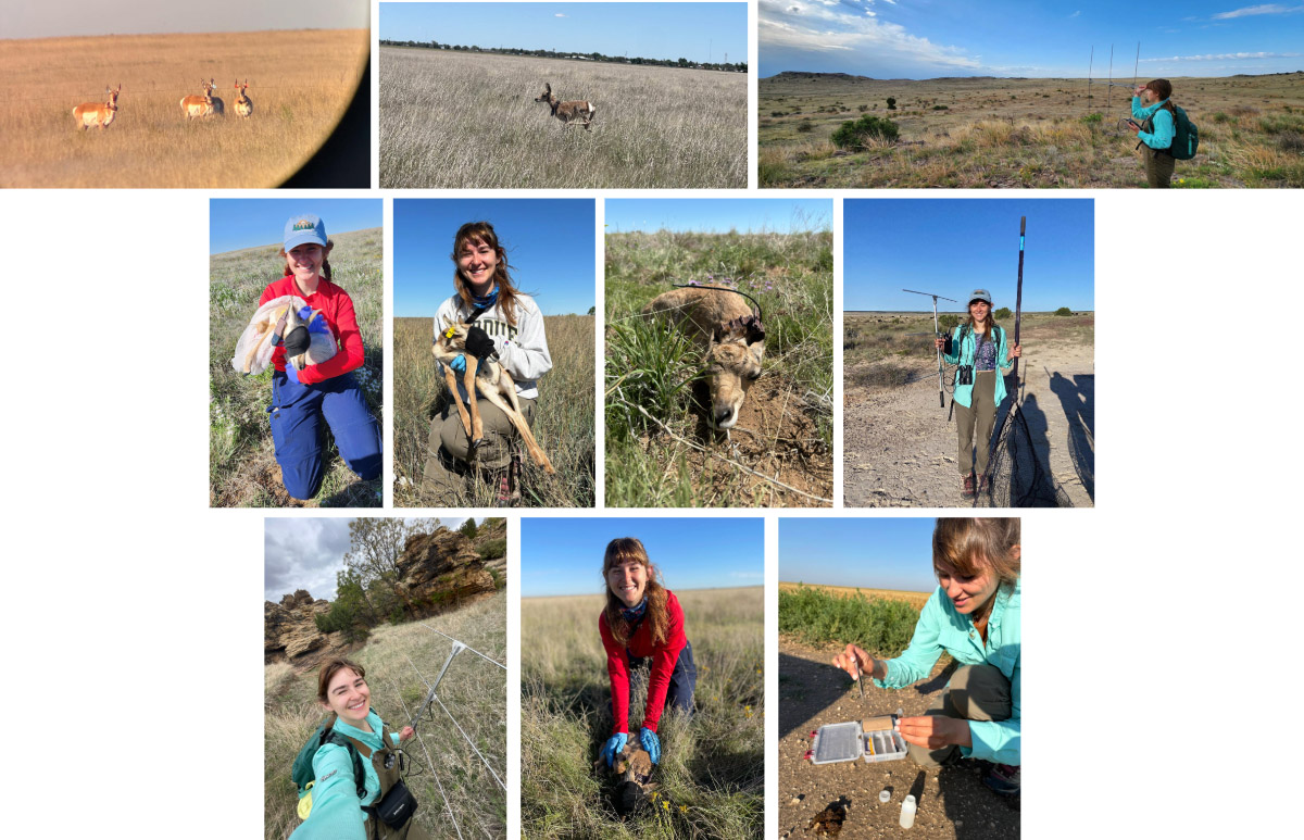 A collage of photos from Emma Johnson's summer as a pronghorn field technician with the Oklahoma Pronghorn Project. Top row (Left to Right): A group of pronghorns as seen through a scope; a pronghorn in a field; Emma holds an antenna during a radio telemetry survey. Row 2: Emma holds a fawn before processing and collaring; a pronghorn fawn with its radio collar; Emma holds her radio telemetry gear. Row 3: Emma in front of a rocky landscape with her telemetry gear; Emma with a fawn in the field; Emma gathers samples. 