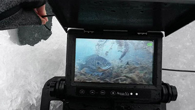 A fish seen through an underwater camera