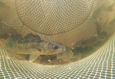 Walleye in a net during a spring survey
