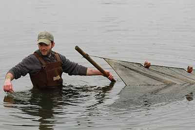 Zach Feiner using a seine net