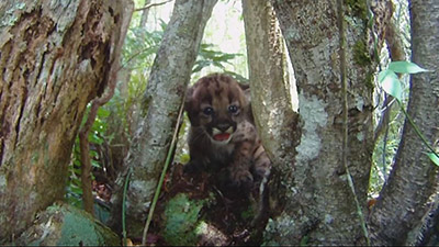 Florida Panther cub