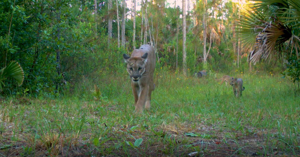 Florida panther captured on a trail camera