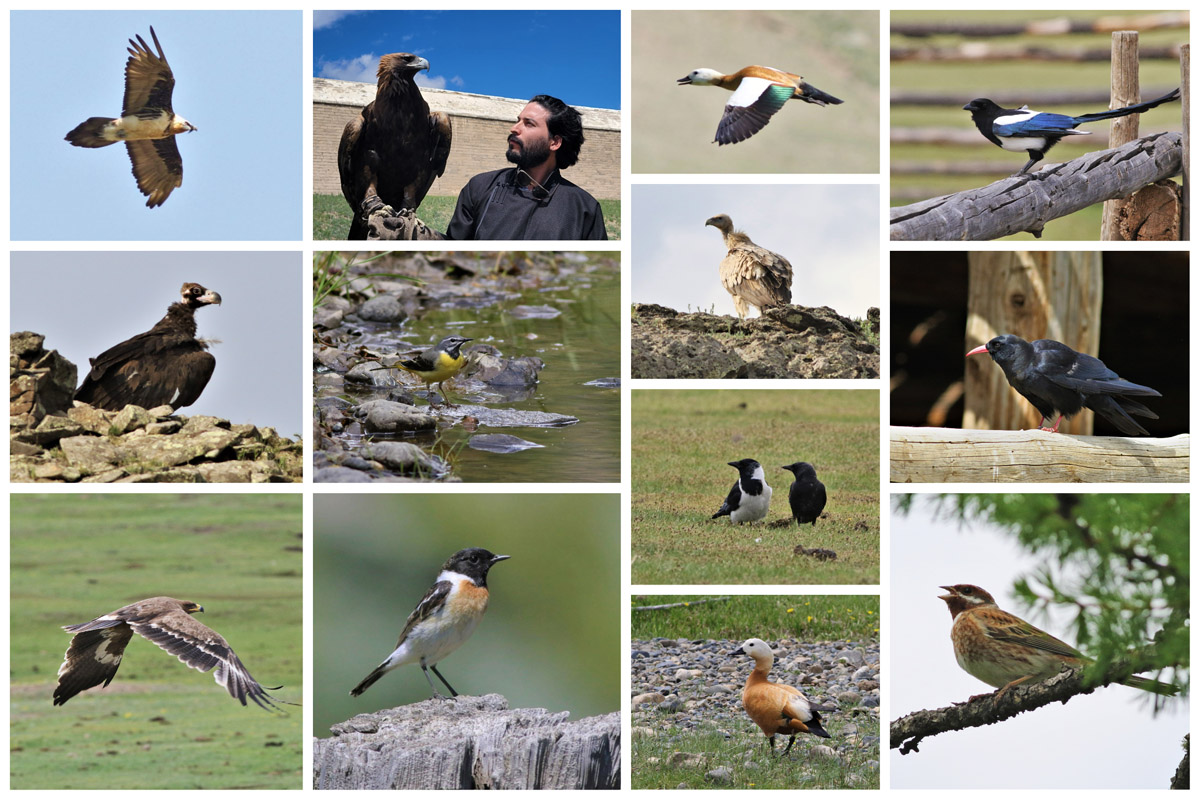 A collage of the birds Fran saw in Mongolia. Top row: a Bearded Vulture in flight; Fran holding a Golden Eagle; a Ruddy Shelduck; a Common Magpie. Second row (L to R): a Cinereus Vulture; a Grey Wagtail; a Himalayan Griffon; a Red-Billed Chough. Third row (L to R): A Steppe Eagle; a Siberian Stonechat; Daurian Jackdaws; a Ruddy Shelduck; and a Pine Bunting