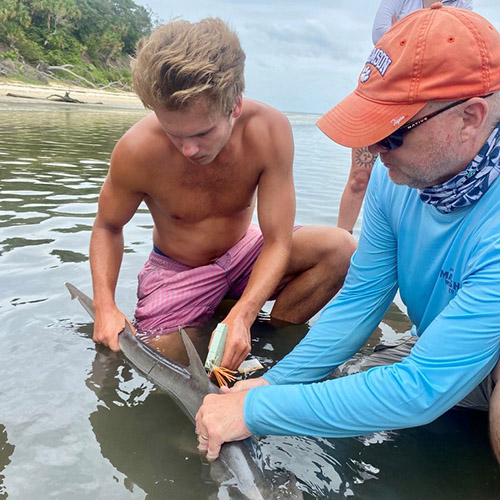 Dr. Reuben Goforth holds a large Florida stone crab; talks FNR alumnus Riley Thompson through the procedures to tag a bonnethead shark using a Floy T-bar anchor tag; and deploys a beach seine to sample fishes in the breaking waves at Hunting Island State Park in South Carolina. 