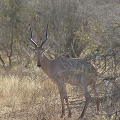 A hirola antelope in Gababa in 2015.