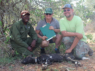 Dr. Jacob Goheen and colleagues capture a collared African wild dog in Laikipia in 2022.