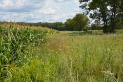 Grassland by corn crop, Indiana Deer Managment Project.