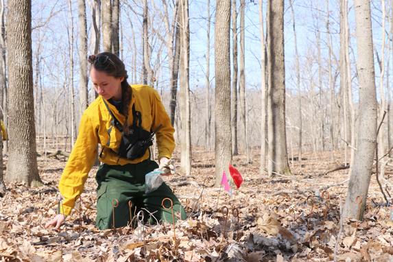 Skye Greenler checking forest ground, MS research.