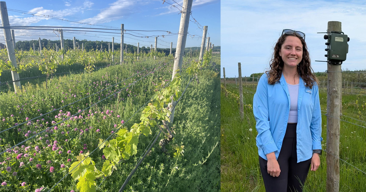 A cover crop dominated by red clover in the inter-row of a vineyard, which provides nesting resources for birds and flowers for pollinators; Sarah Grimes stands next to an automated recording unit at a vineyard in northern Michigan.