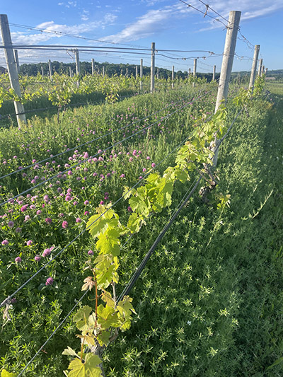 S cover crop dominated by red clover in the inter-row of the vineyard, which provides nesting resources for birds and flowers for pollinators.