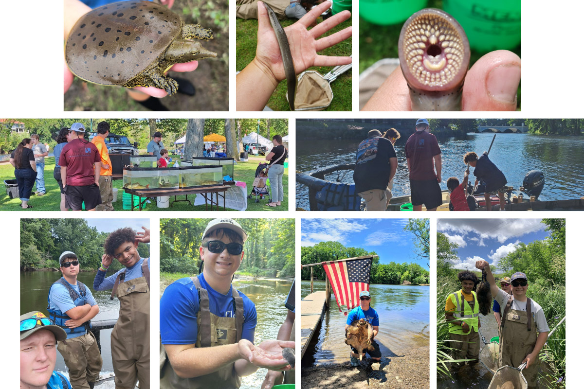 A collage of images from Noah Haas' summer on the St. Joseph Watershed. Top row (Left to Right): A spiny softshell turtle; a chestnut lamprey; a close up of the mouth of a very large chestnut lamprey. Row 2: A presentation at a local event where Haas and his colleagues educated the public about the river; children release fish from the live wells of a boat after a demonstration. Row 3: Noah with colleagues on the way to an electrofishing expedition; Noah holds a short-tailed shrew the team saved while it was crossing the stream; Noah holds a snapping turtle in front of an American flag he found in the river; Noah holds a muskrat that was found in a creek.