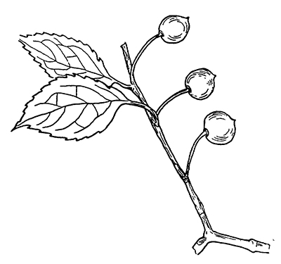 Line drawing of hackberry leaves and berries