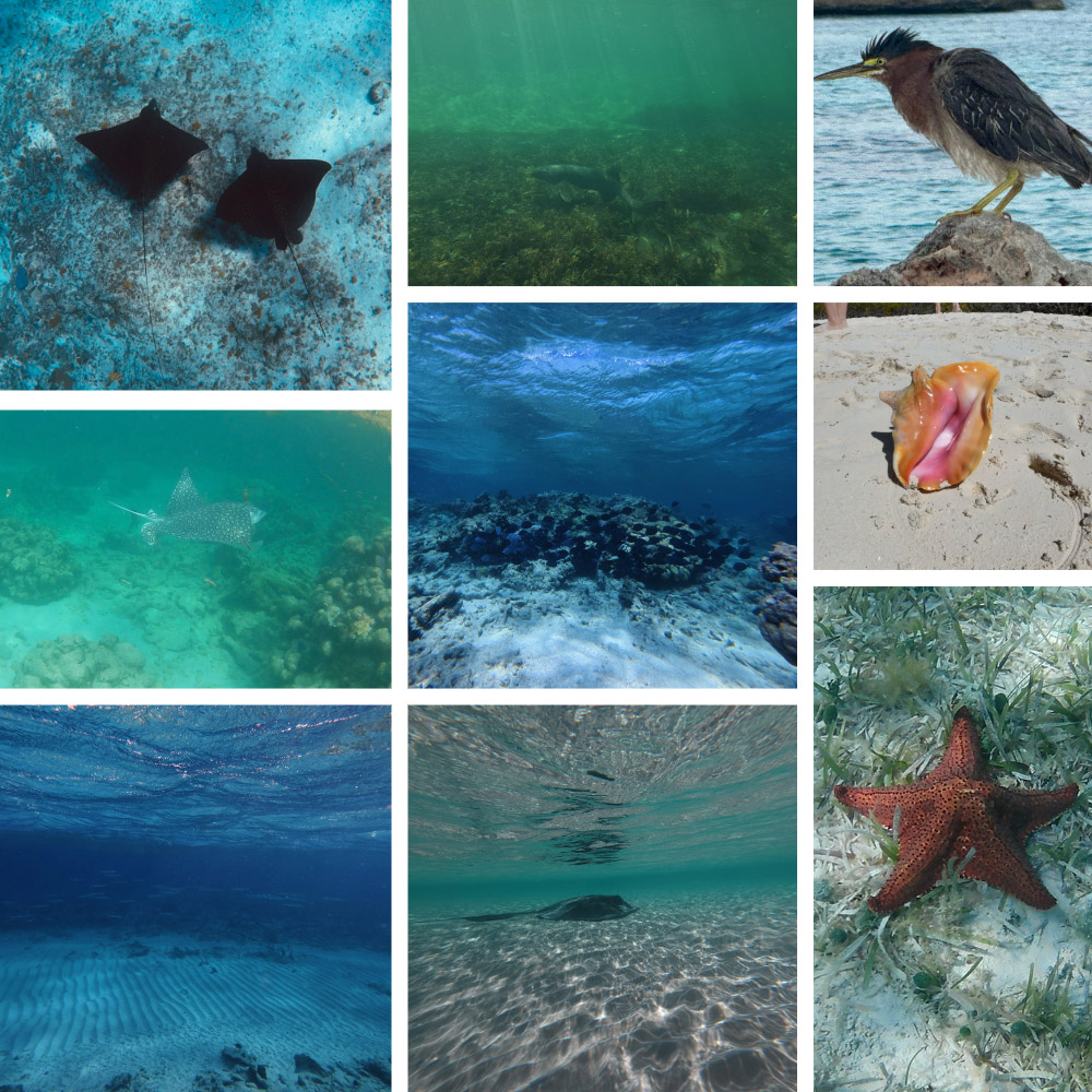 A collage of the species Morgan saw on her study abroad trip in Turk and Caicos. Top row: Spotted eagle rays; a nurse shark; a green heron. Row 2: A spotted eagle ray swimming; Atlantic blue tang on the reef; a queen conch. Row 3: barracuda; a southern stingray; a run cushion starfish. 