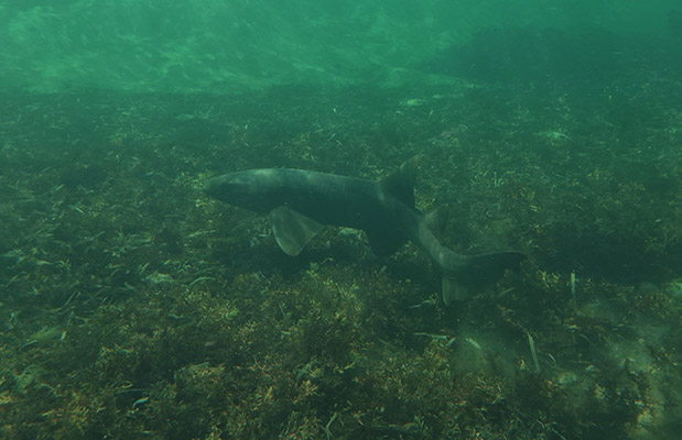 A nurse shark