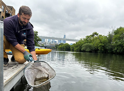 Happel deposits a fish in the Chicago River with a net