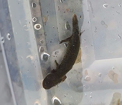 An eastern hellbender gilled larvae found in the Blue River in the summer of 2023