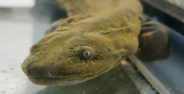 Eastern Hellbender salamander