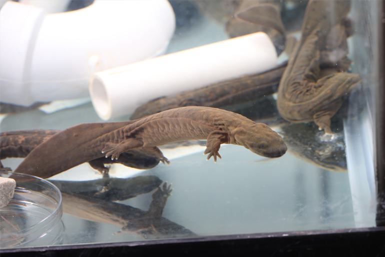 Hellbenders in a tank