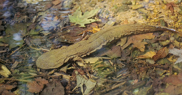 Adult hellbender in rocks located in the Blue River.