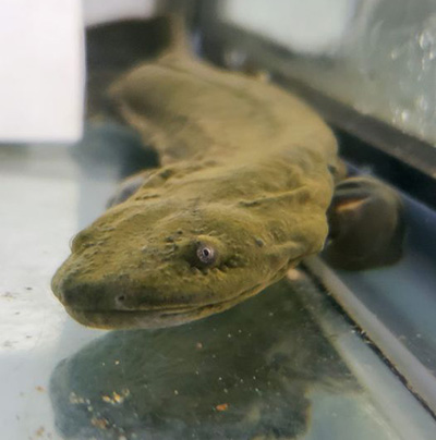 Adult eastern hellbender