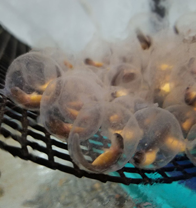 Hellbender eggs in a tank