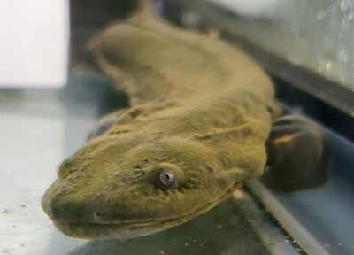 An eastern hellbender salamander swims