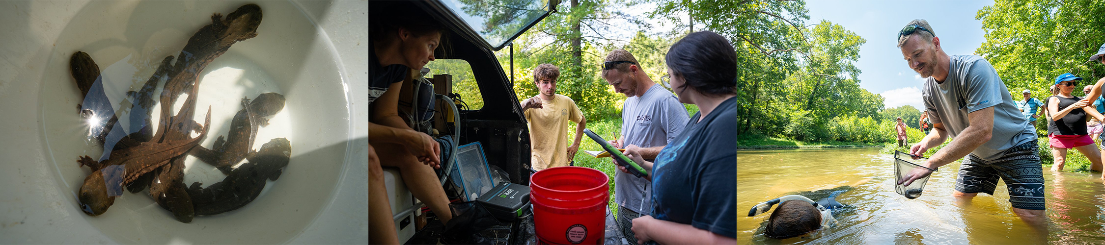 Jason Hoverman helps coordinate a hellbender release into the Blue River in Corydon, Indiana.