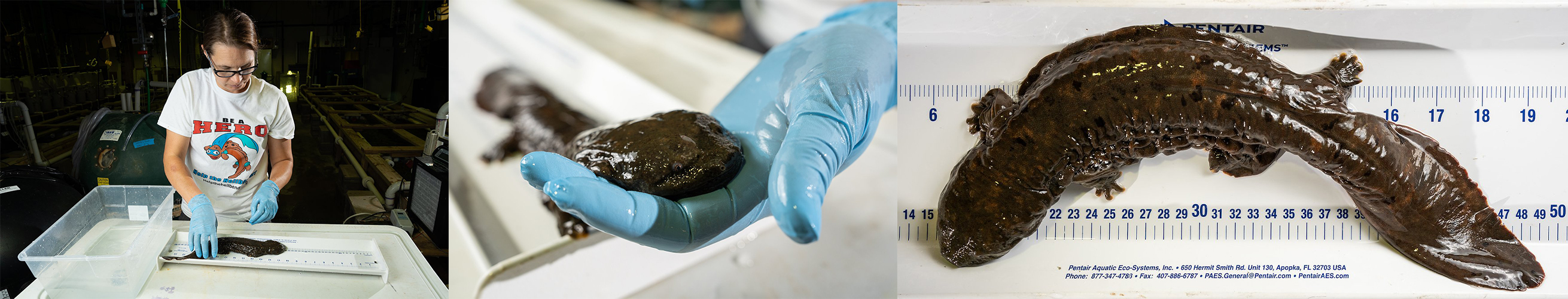 Hellbenders being studied and measured in the lab