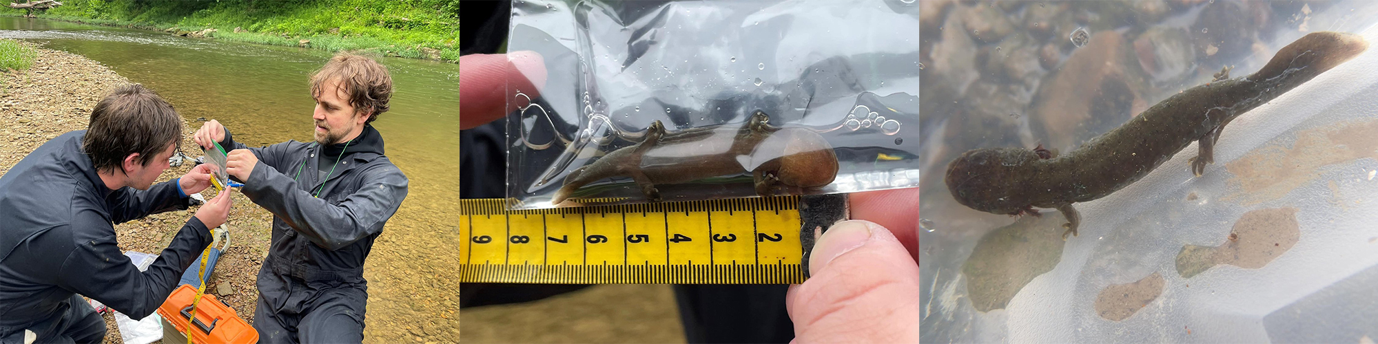 Sherri Reinsch, Hellbender Husbandry Coordinator at Purdue University, measures and weighs young hellbenders raised in captivity to track their progress.