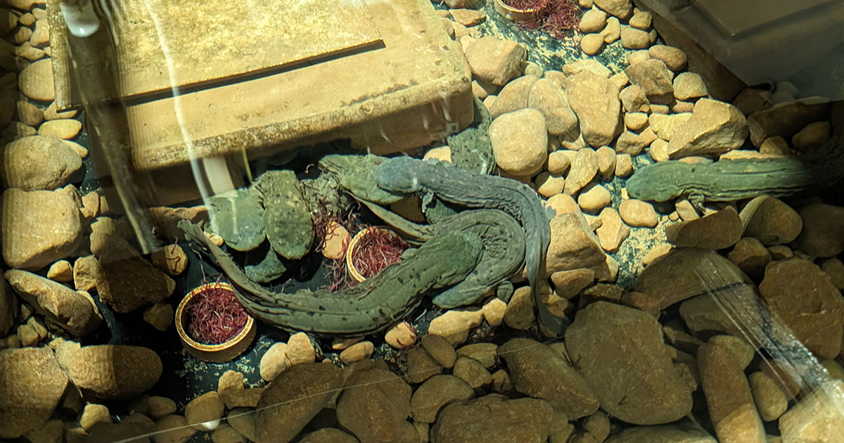 Eastern hellbender salamanders eat bloodworms and swim in an indoor raceway
