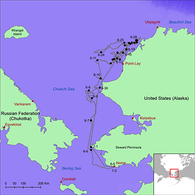 RV Norseman II ship track for the Pacific walrus research cruise in 2023. In collaboration with the U.S. Fish and Wildlife Service, USGS conducted a research cruise to study Pacific walrus population dynamics. The ship departed Nome, AK on June 5, 2023, and returned to Nome on July 2, 2023. 