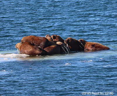 Pacific walrus group hauled-out on sea ice in the Chukchi Sea. 