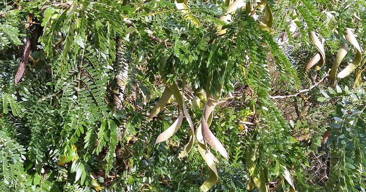 Honey locust leaves and pods