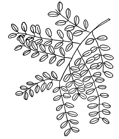 Honey locust leaves